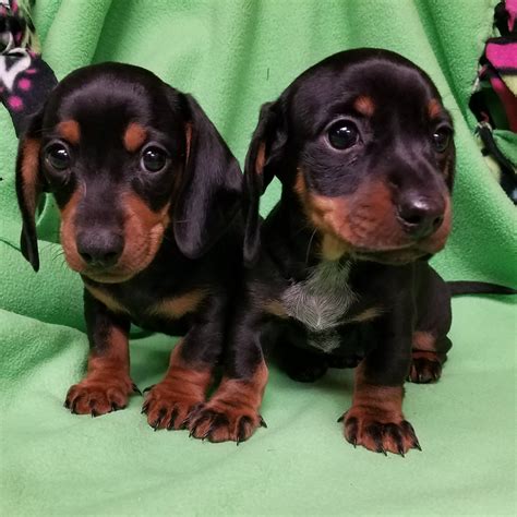 dachshund puppies for sale cheap in indiana under $300